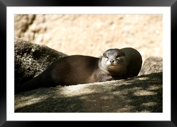 Peaceful Otter Framed Mounted Print by Graham Palmer