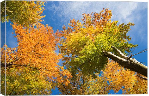 Trees with autumn colours Canvas Print by Matthias Hauser