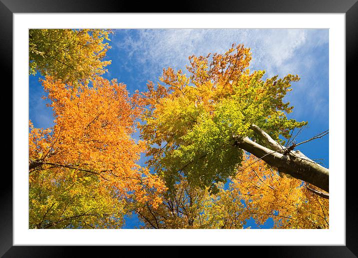 Trees with autumn colours Framed Mounted Print by Matthias Hauser