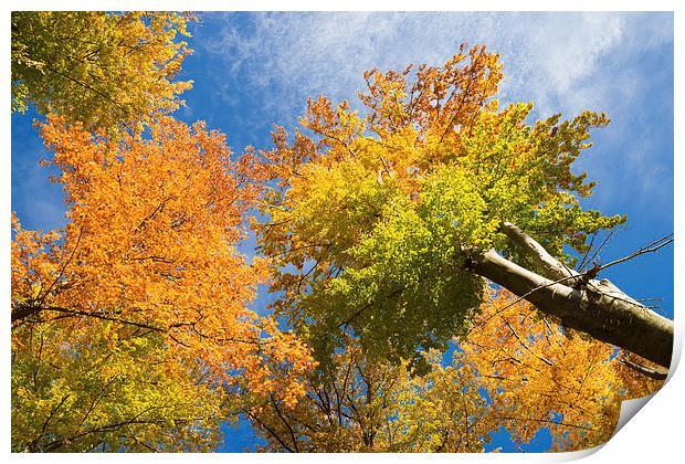 Trees with autumn colours Print by Matthias Hauser