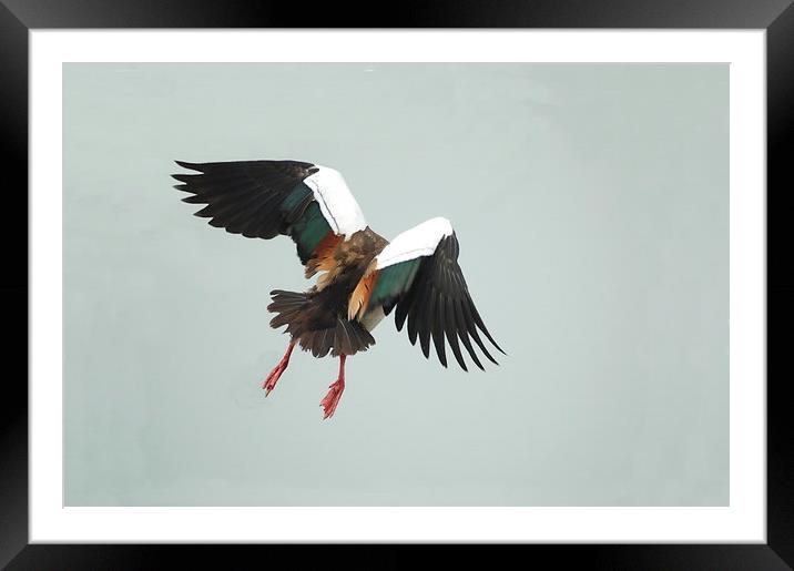 Egyptian Goose Taking Off Framed Mounted Print by Jacqueline Burrell