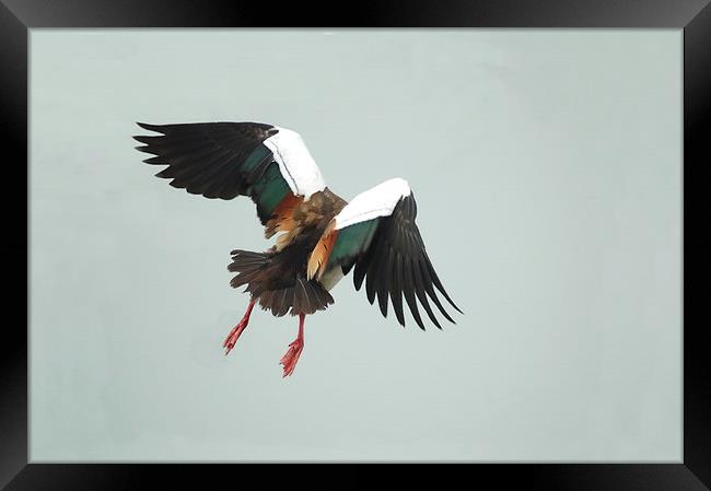 Egyptian Goose Taking Off Framed Print by Jacqueline Burrell