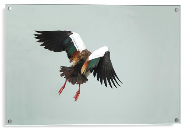 Egyptian Goose Taking Off Acrylic by Jacqueline Burrell
