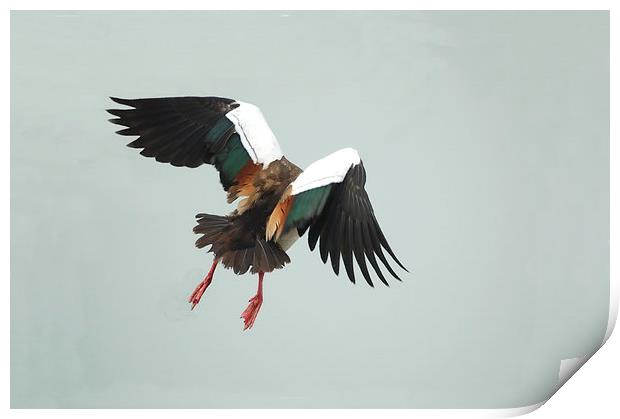 Egyptian Goose Taking Off Print by Jacqueline Burrell