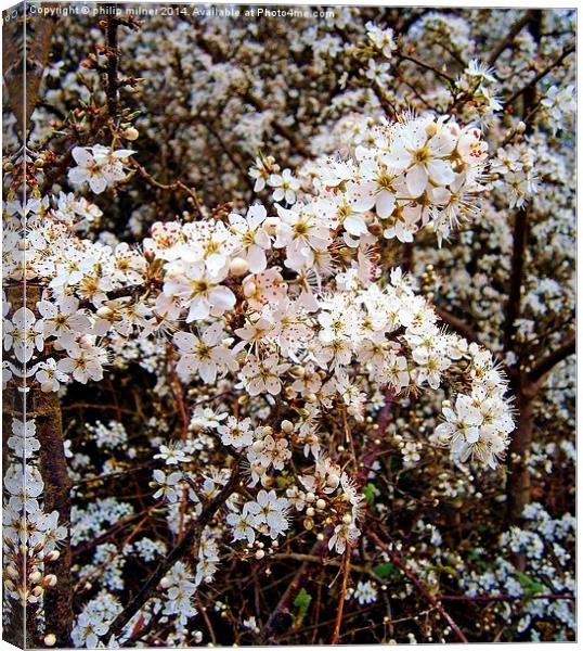 Hedgerow Blossom Canvas Print by philip milner