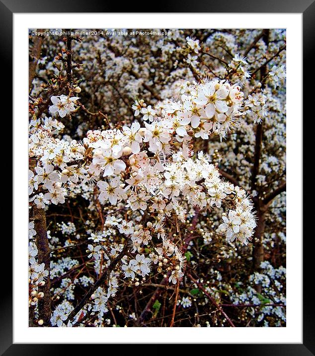 Hedgerow Blossom Framed Mounted Print by philip milner