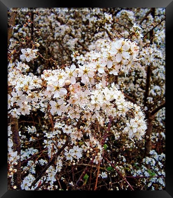 Hedgerow Blossom Framed Print by philip milner