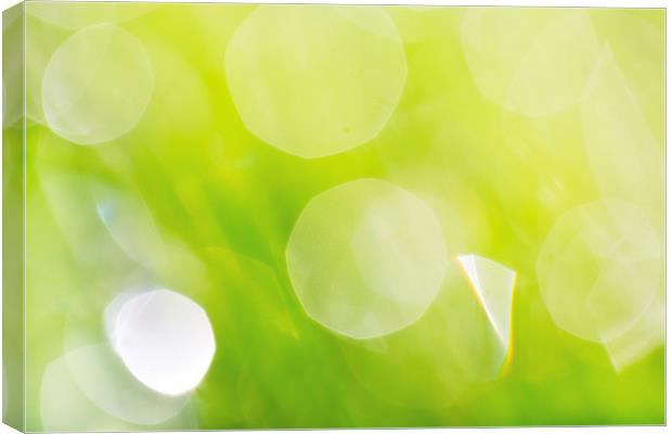 Green Abstract - Dewdrops in the Sunlit Grass Canvas Print by Natalie Kinnear