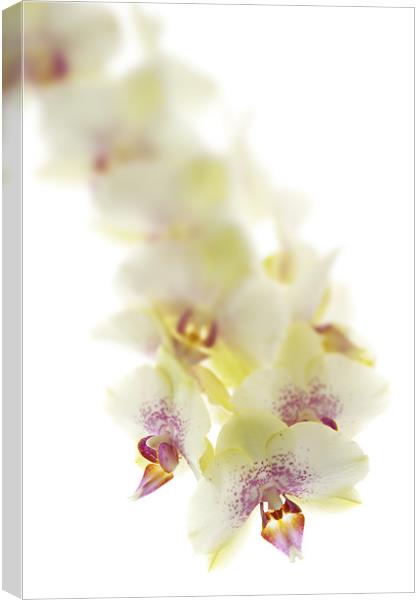 Lemon Orchid Canvas Print by Ann Garrett