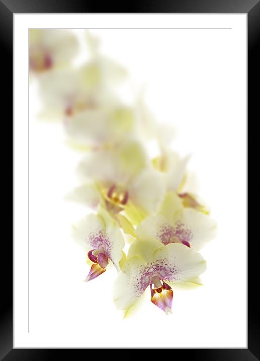 Lemon Orchid Framed Mounted Print by Ann Garrett