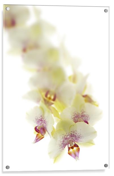 Lemon Orchid Acrylic by Ann Garrett