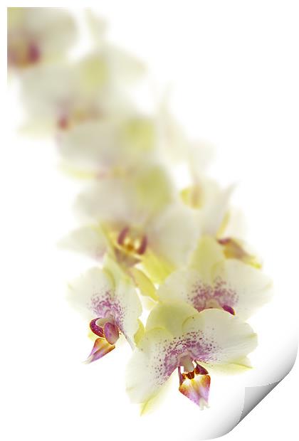 Lemon Orchid Print by Ann Garrett