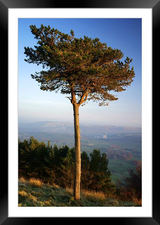 Back Tor Scots Pine Framed Mounted Print by Darren Galpin