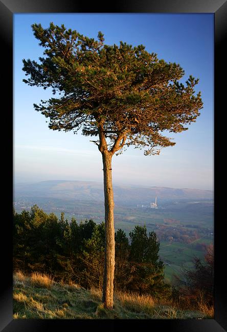 Back Tor Scots Pine Framed Print by Darren Galpin