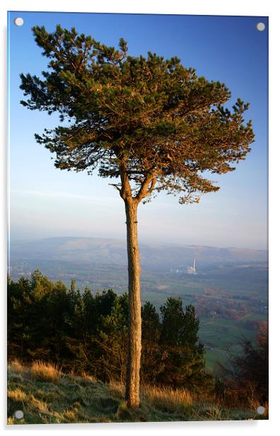 Back Tor Scots Pine Acrylic by Darren Galpin