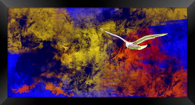 Painted bird Framed Print by Rod Ohlsson