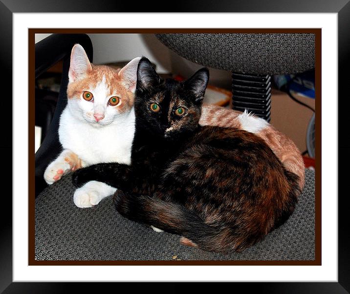 Two Kittens at Rest Alerted Framed Mounted Print by james balzano, jr.