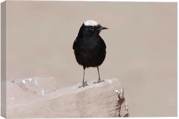 White-Crowned Wheatear Canvas Print by Jacqueline Burrell
