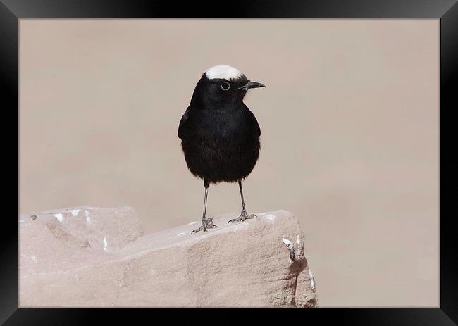 White-Crowned Wheatear Framed Print by Jacqueline Burrell