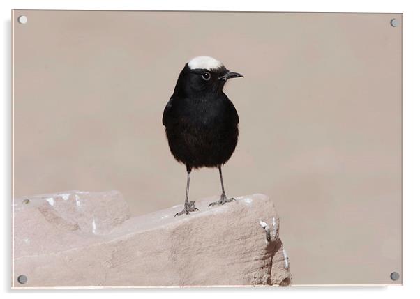 White-Crowned Wheatear Acrylic by Jacqueline Burrell