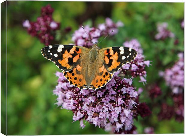 Painted Lady Butterfly Canvas Print by John Keates