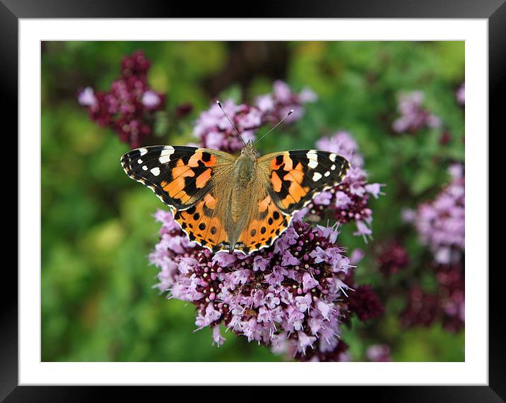 Painted Lady Butterfly Framed Mounted Print by John Keates