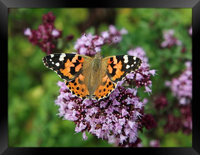 Painted Lady Butterfly Framed Print by John Keates