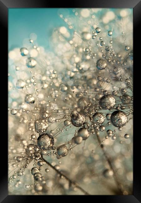 Metal Blue Dandy Sparkles Framed Print by Sharon Johnstone