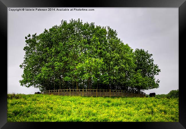 Copse Of Trees Framed Print by Valerie Paterson