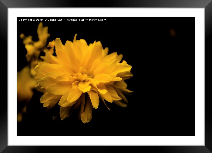 Yellow Flower Framed Mounted Print by Dawn O'Connor