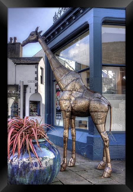The Keswick Giraffe Framed Print by Tom Gomez
