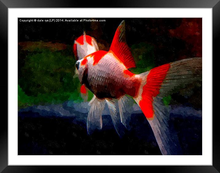 watercolor fish Framed Mounted Print by dale rys (LP)
