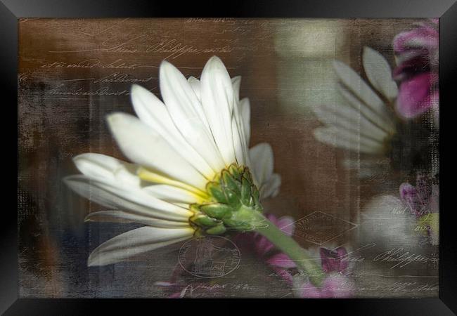 The Other Side of Daisy Framed Print by Judy Hall-Folde