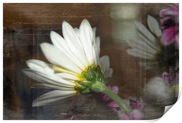 The Other Side of Daisy Print by Judy Hall-Folde
