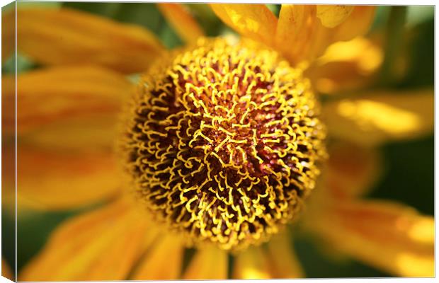 Close up of a helianthus flower Canvas Print by John Keates