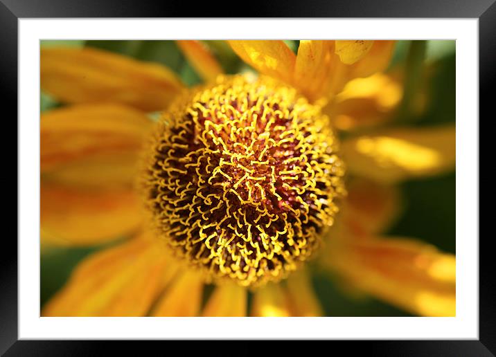 Close up of a helianthus flower Framed Mounted Print by John Keates