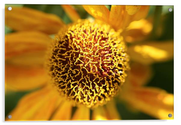 Close up of a helianthus flower Acrylic by John Keates