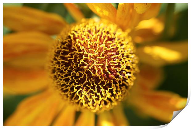 Close up of a helianthus flower Print by John Keates