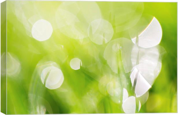 Green Abstract - Dewdrops in the Sunlit Grass 2 -  Canvas Print by Natalie Kinnear