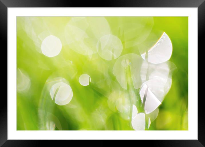 Green Abstract - Dewdrops in the Sunlit Grass 2 -  Framed Mounted Print by Natalie Kinnear