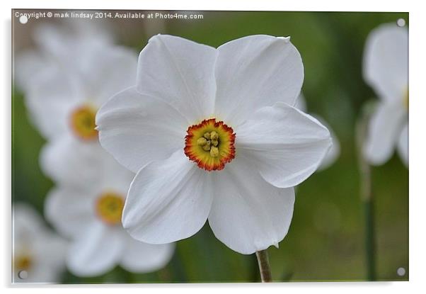 White Daffodil Acrylic by mark lindsay