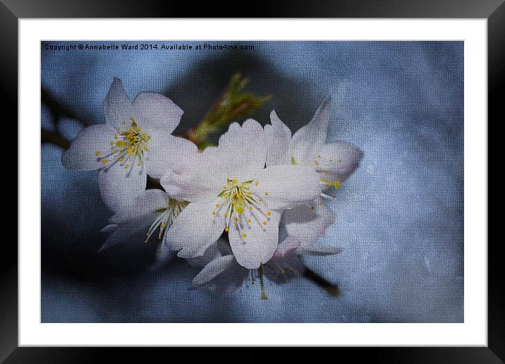 Springtime Blossom. Framed Mounted Print by Annabelle Ward