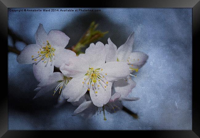 Springtime Blossom. Framed Print by Annabelle Ward