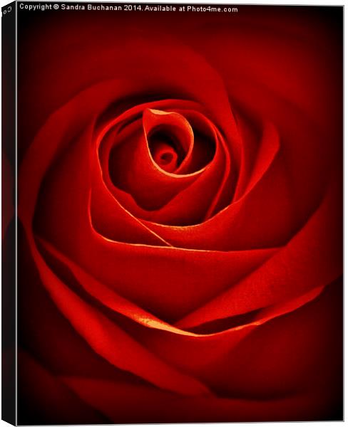 Dreamy Red Rose Canvas Print by Sandra Buchanan