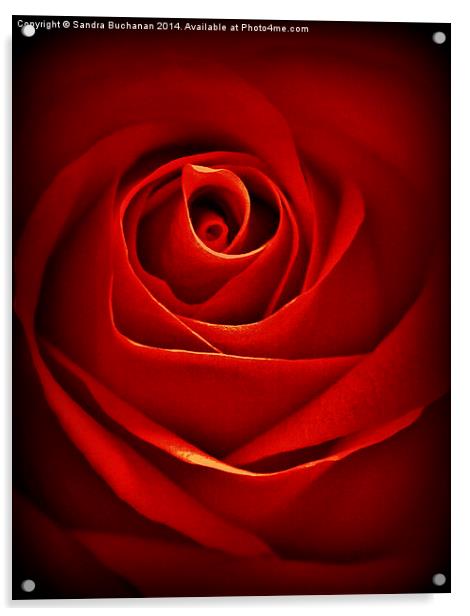 Dreamy Red Rose Acrylic by Sandra Buchanan