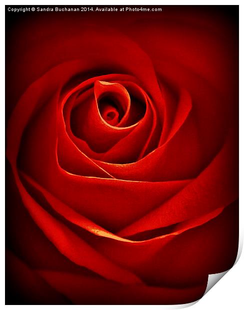 Dreamy Red Rose Print by Sandra Buchanan
