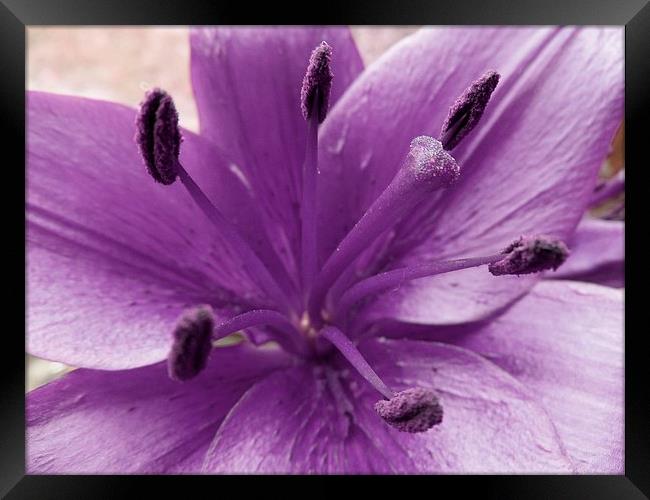 Purple Lily Flower Framed Print by Daniel Geer