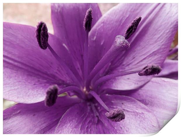 Purple Lily Flower Print by Daniel Geer