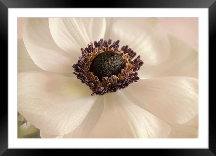 Anemone Framed Mounted Print by Stuart Gennery