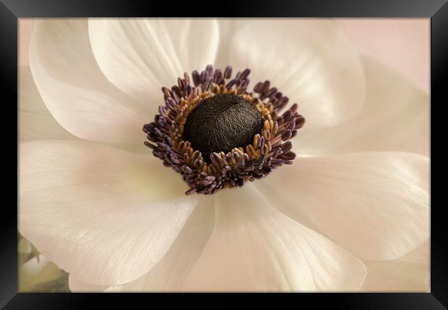 Anemone Framed Print by Stuart Gennery